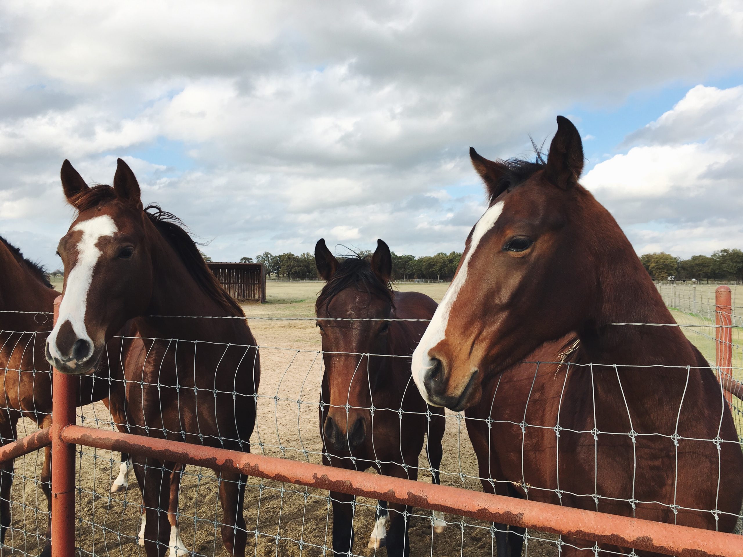 Read more about the article September’s Kind of from the Horse’s Mouth