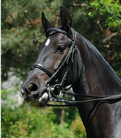 Read more about the article October’s Kind of from the Horse’s Mouth