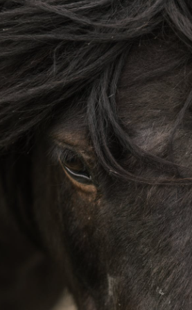 Read more about the article November’s Kind of from the Horse’s Mouth
