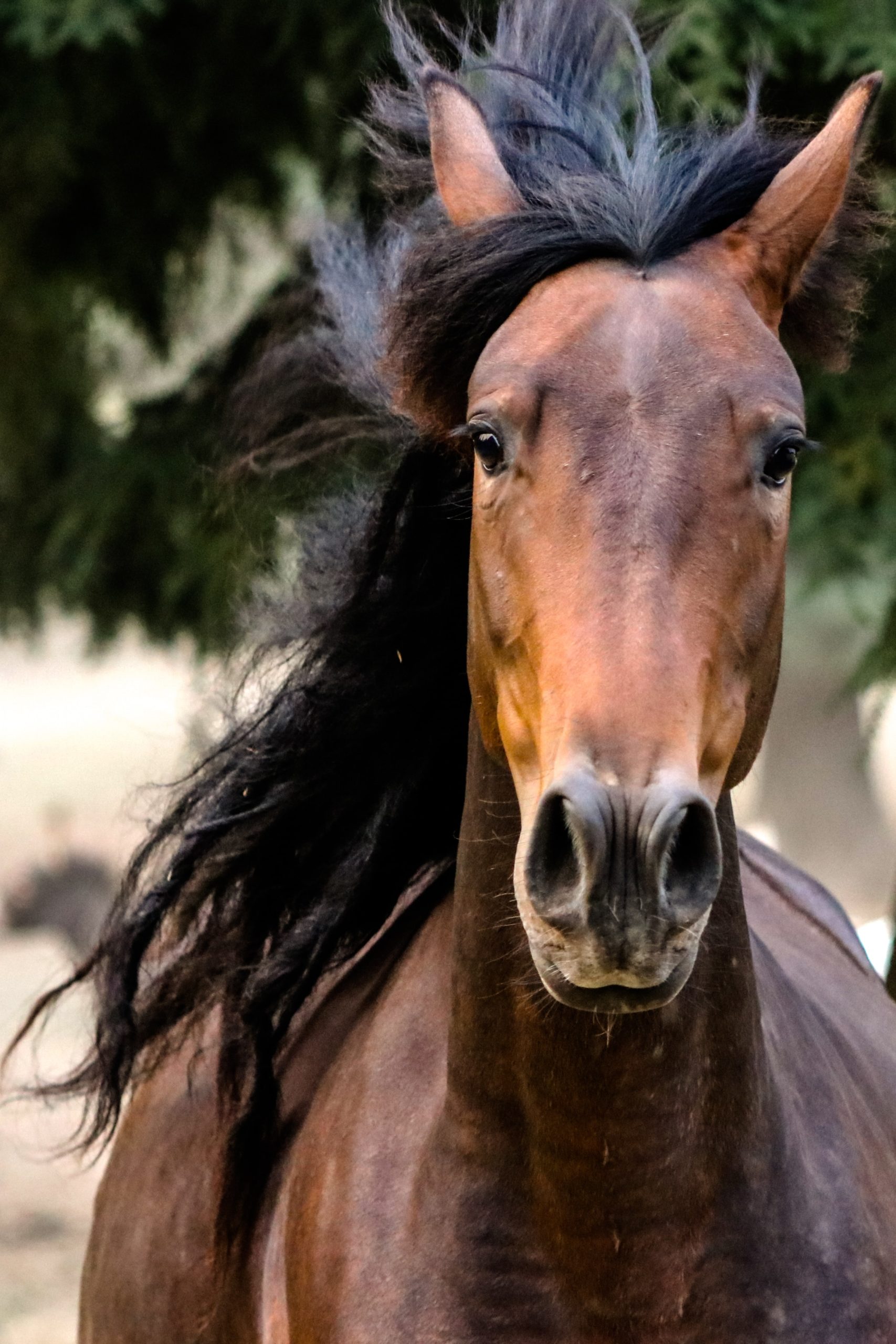 You are currently viewing December’s Kind of from the Horse’s Mouth