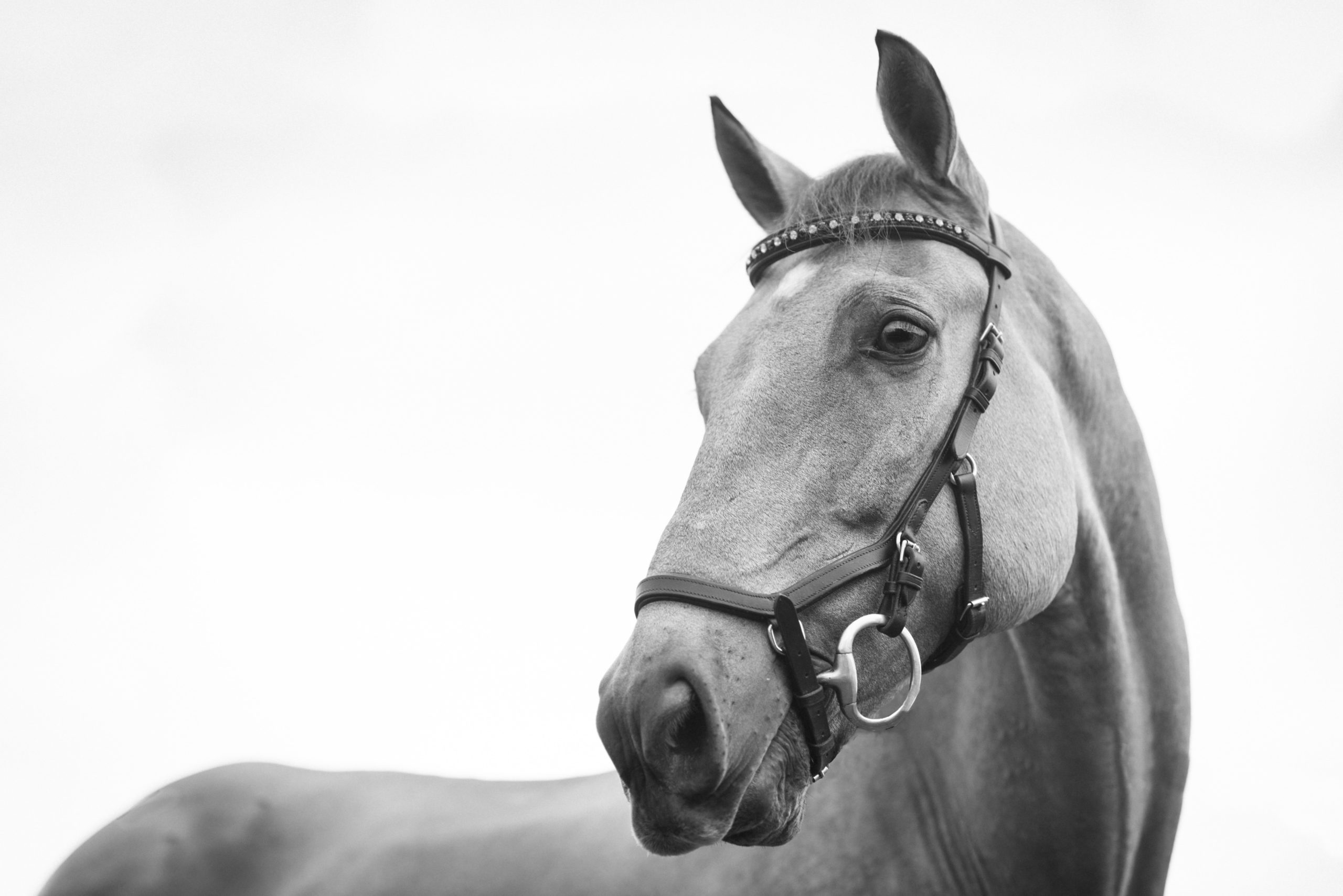 Read more about the article January’s Kind of from the Horse’s Mouth