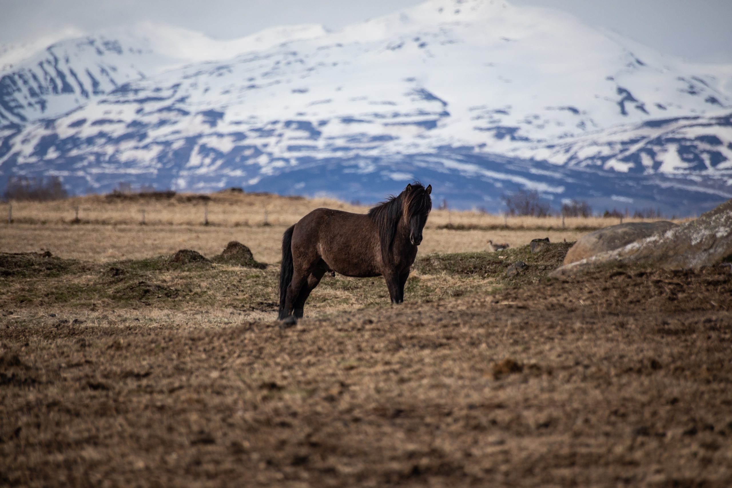 Read more about the article March’s Kind of from the Horse’s Mouth-2022