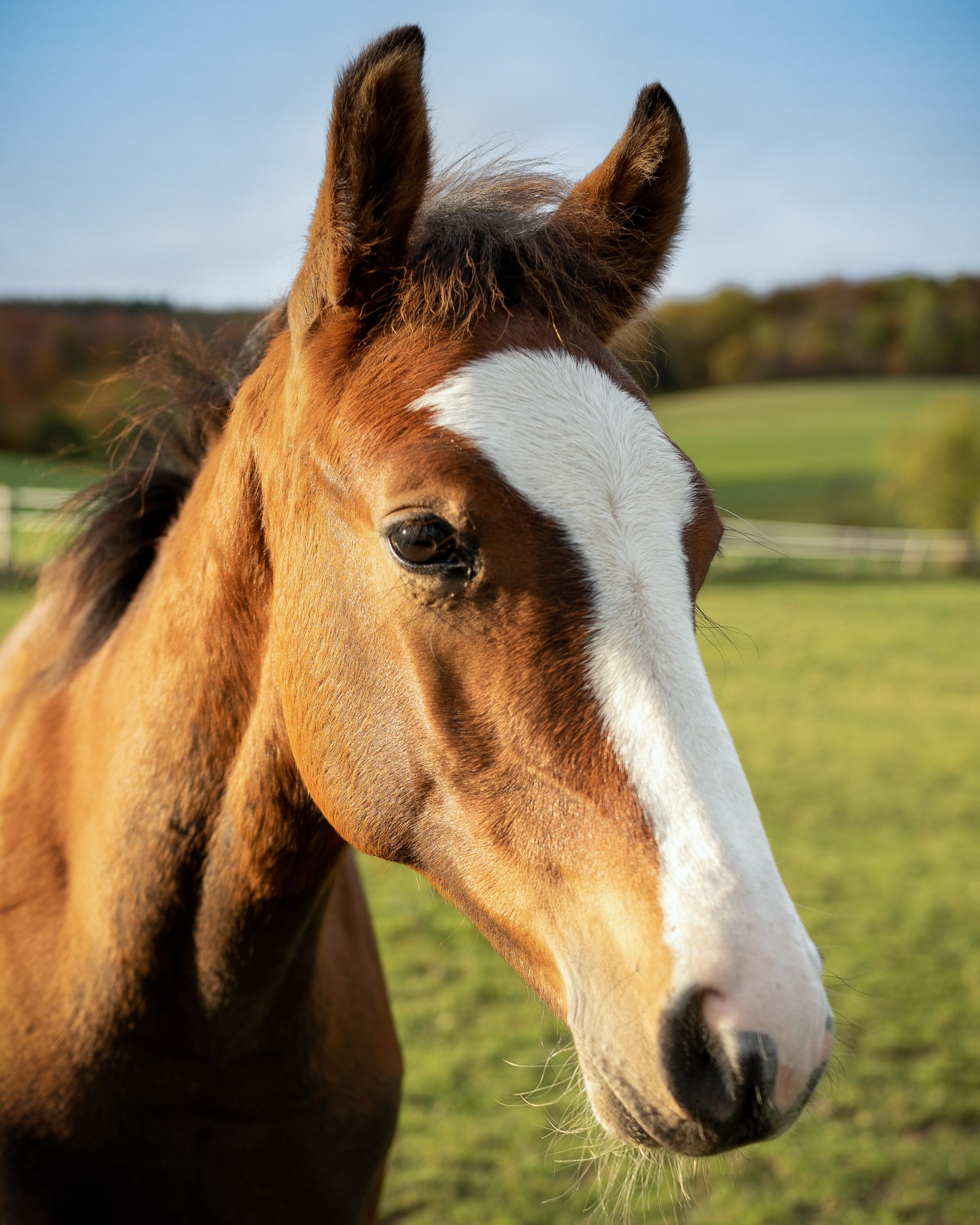 Read more about the article May’s Kind of from the Horse’s Mouth