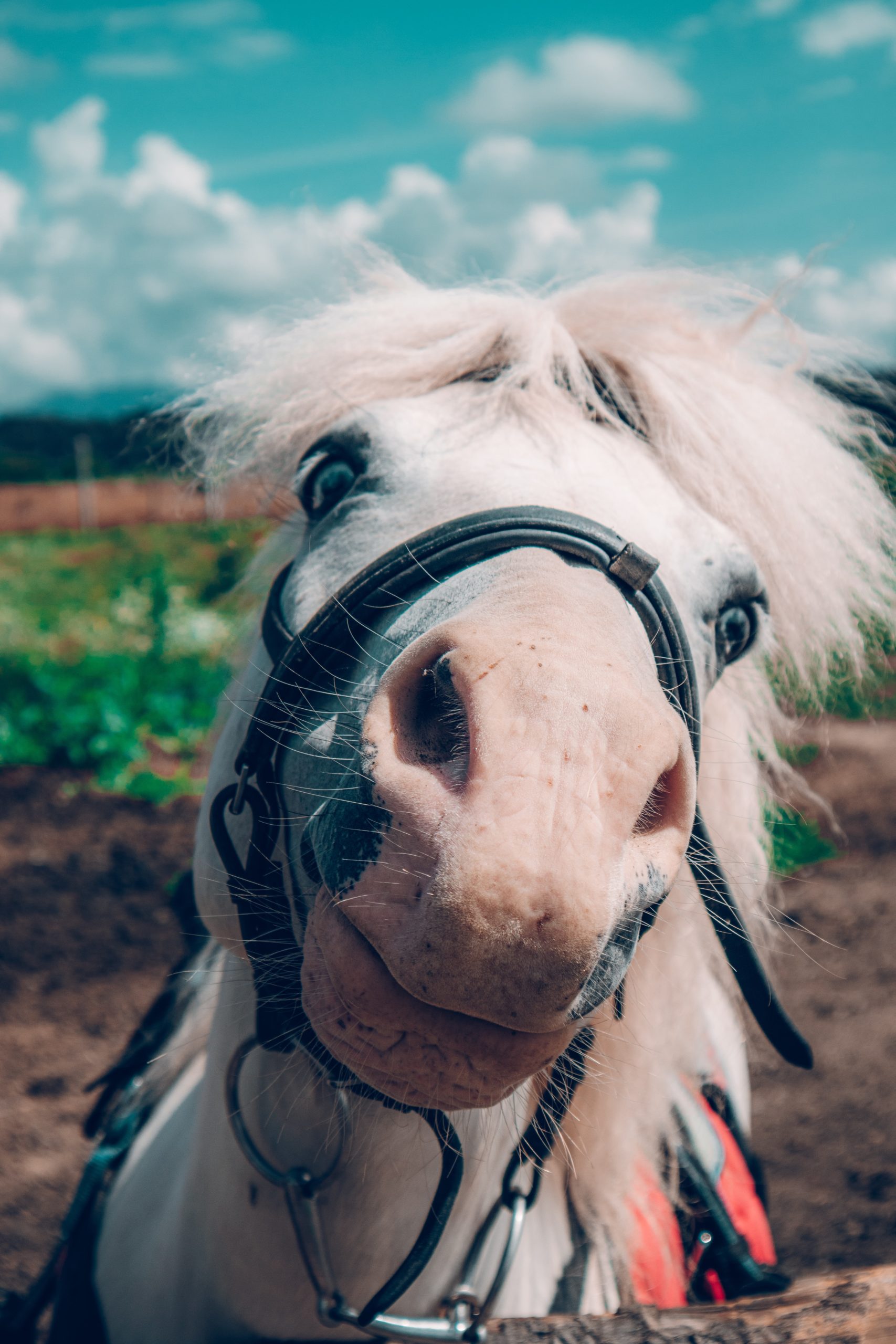 Read more about the article June’s Kind of from the Horse’s Mouth