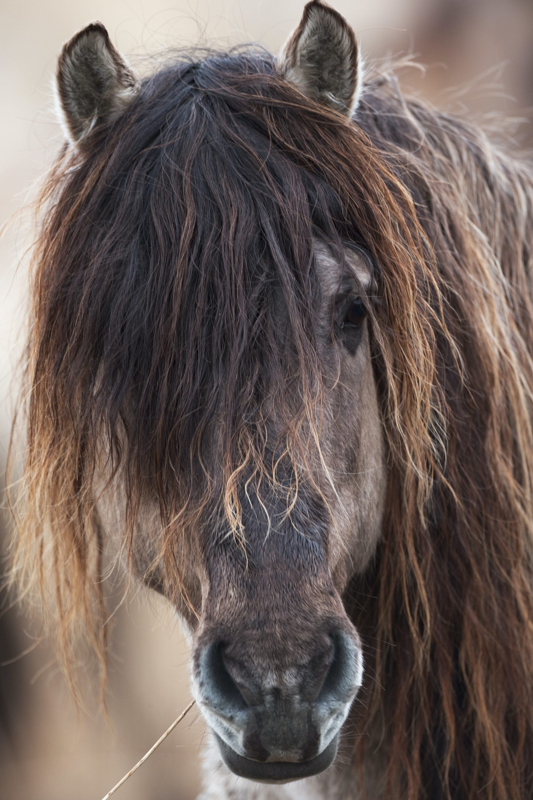 Read more about the article July’s Kind of from the Horse’s Mouth