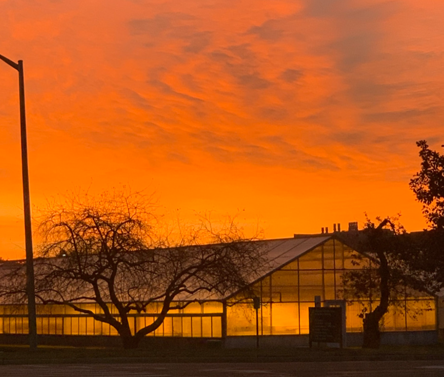 Read more about the article Shining Campus Greenhouses