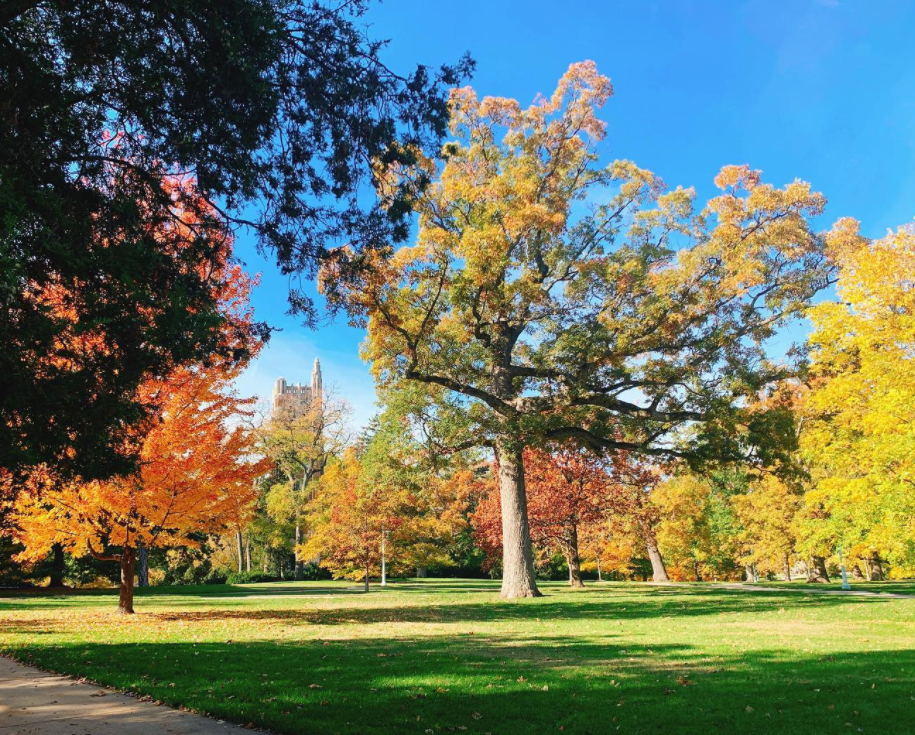 Fall Colors at MSU