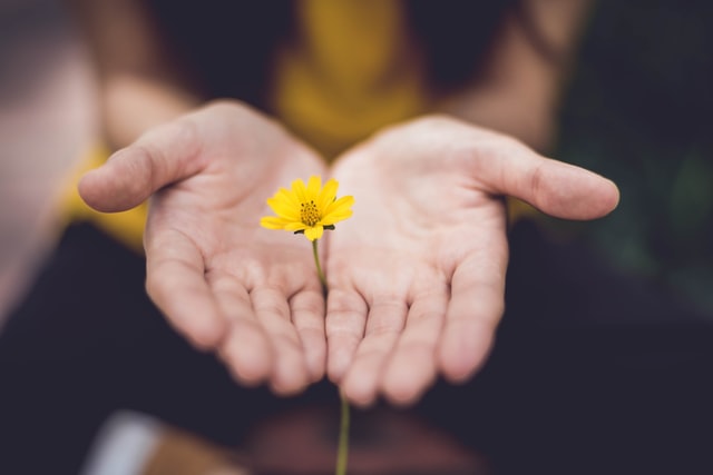 a close-up of open hands holding a yellow flower, in the act of giving