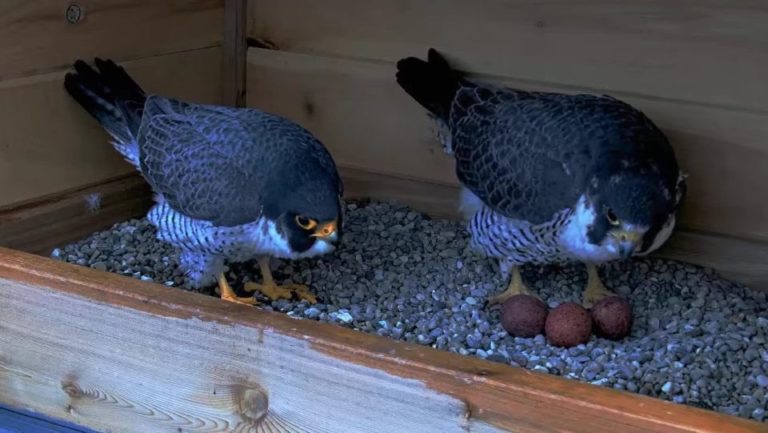 Falcon Nesting Box